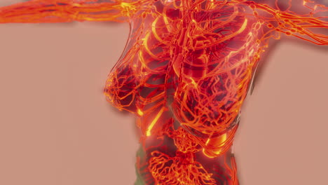 Analyse-Der-Anatomiescans-Menschlicher-Blutgefäße
